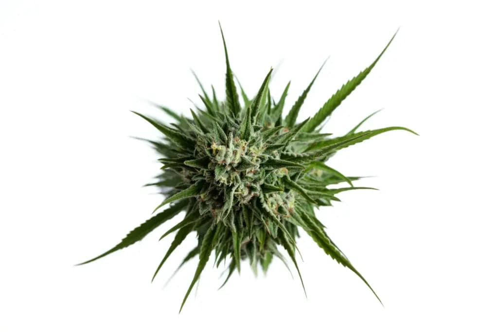 NETWORK Beratungsfeld