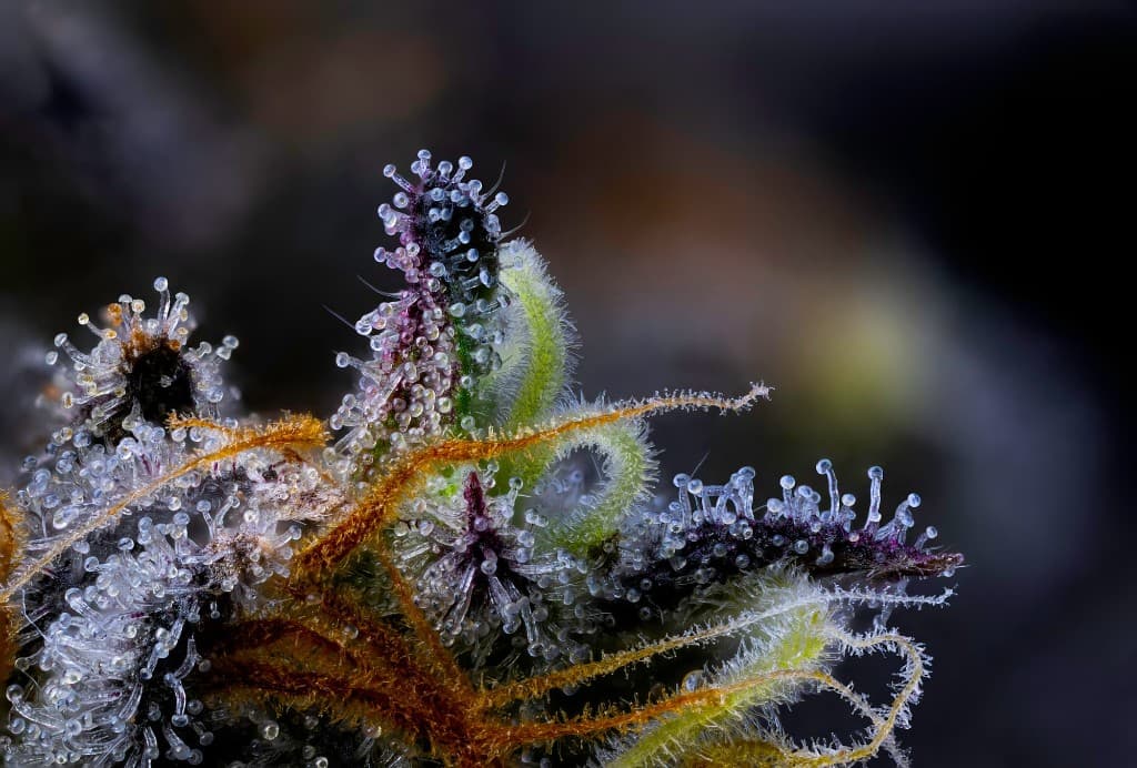 Makroaufnahme einer Pflanze als naturwissenschaftliches Motiv